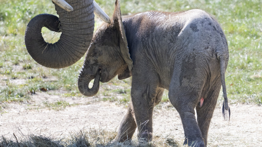 Hessen ist verliebt: Niedliche Tierbabys im Zoo 2025