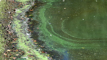 Blaualgen in mindestens drei hessischen Badeseen