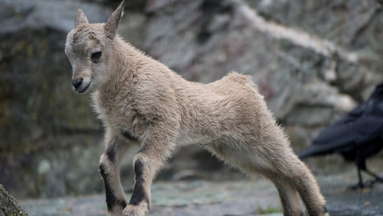 Steinbock macht Heppenheim unsicher: Aus Tierpark in Fürth ausgebüxt