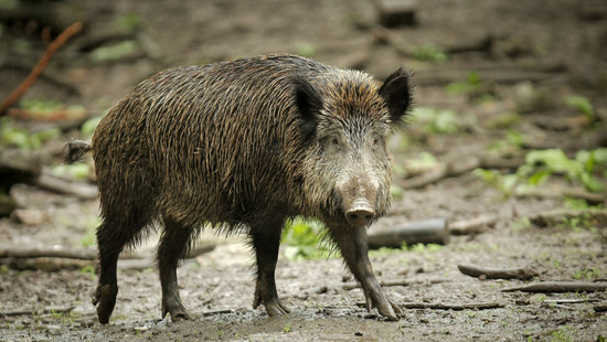 Zwei Jahre Schweinepest in Hessen: Wie sieht es derzeit aus?