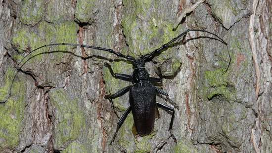 Darmstadt: Seltener Käfer im Botanischen Garten der TU entdeckt