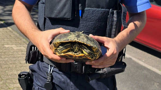 Schildkröte kreuzt unbeschadet die A661 bei Frankfurt