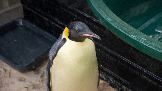 Strömung treibt Kaiserpinguin in Australien an Land