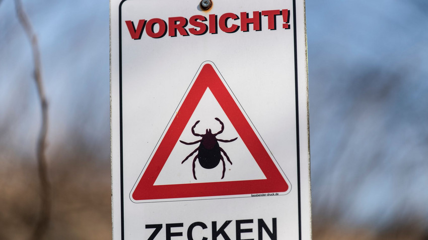 Zecken-Stich: Borreliose-Fälle nehmen massiv zu