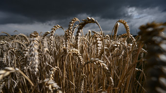 Getreideernte in Hessen hat mit Regen zu kämpfen