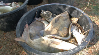 Angelteich in Lautertal drohte umzukippen: 700 Kilogramm tote Fische