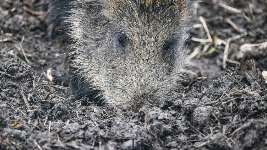 Heidelberg: Polizei verfolgt randalierendes Wildschwein