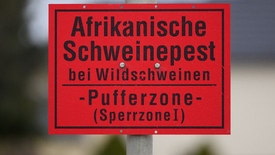 Afrikanische Schweinepest in Hessen: Wildschwein positiv getestet