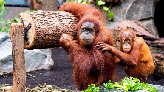 Orang-Utan-Ausbruch aus Frankfurter Zoo-Gehege: Tiere wieder da