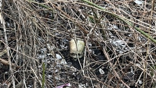 Menschliche Knochen an Bahndamm in Worms gefunden