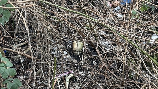 Worms: Gefundener Menschlicher Schädel identifiziert