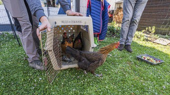 Geflügelpest: Erste Landkreise lockern Stallpflicht