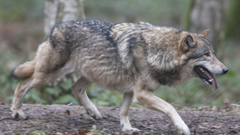 Waldkappel: Wölfe haben wohl mehrere Schafe gerissen