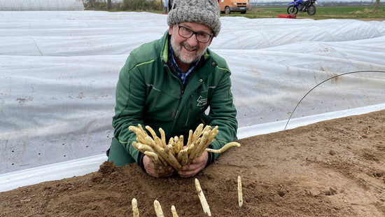 Rekord-Erntestart in Südhessen: Frühester Spargel aller Zeiten