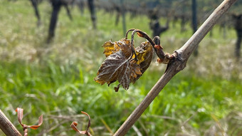 Frost in Hessen vernichtet Wein an der Bergstraße und im Rheingau