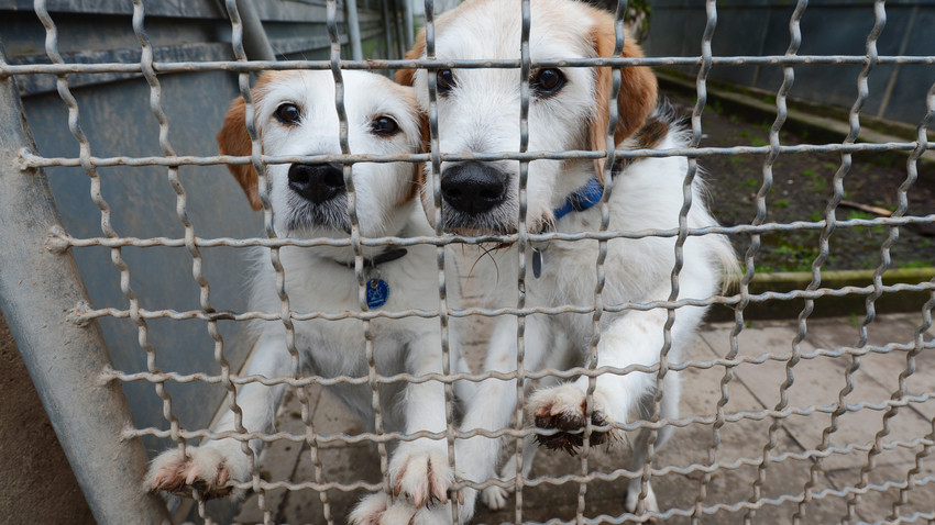 Wiesbaden verzichtet auf Hundesteuer bei Tierheim-Hunden