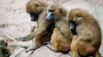 Trotz massiver Kritik - Tiergarten tötet gesunde Paviane