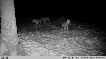Tolle Aufnahmen: Wolfsrudel in Greifenstein gesichtet