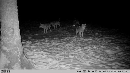 Tolle Aufnahmen: Wolfsrudel in Greifenstein gesichtet