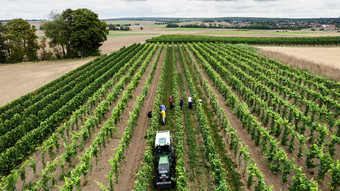 Kleinste Ernte seit 2017: Winzer erzeugen weniger Wein