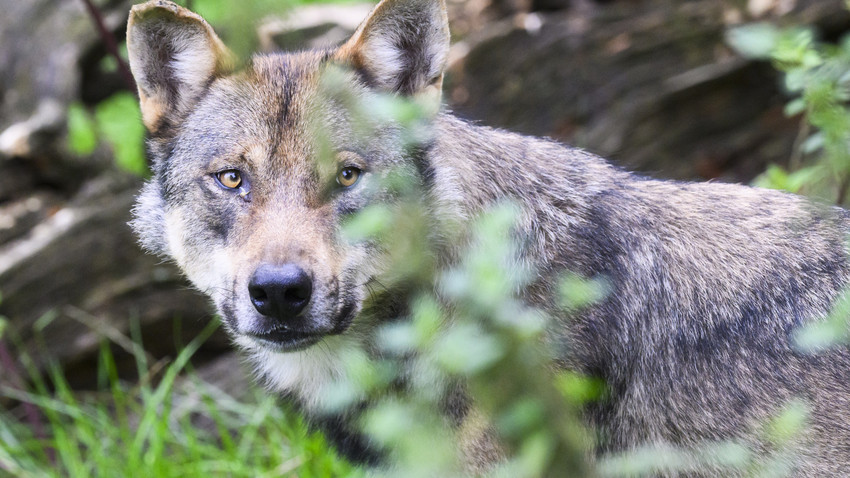 Gericht stoppt Abschuss: Wölfe in der Rhön dürfen weiterleben