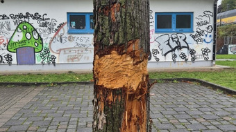 Wieder Attacke auf Baum: Polizei sucht Täter in Bruchköbel