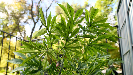 Polizei hebt zwei Cannabisplantagen in Laubach und Ulrichstein aus