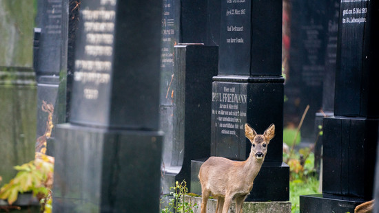 Rehe am Fuldaer Zentralfriedhof: Dutzende bei Demo gegen Abschuss