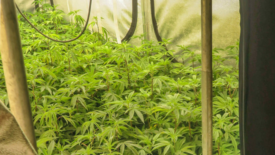 Klein-Karben: Polizei entdeckt durch Zufall Marihuana-Plantage