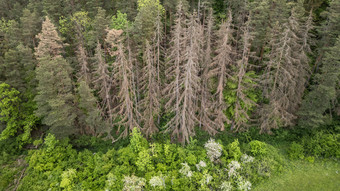 Hessens Wald geht es nach wie vor schlecht