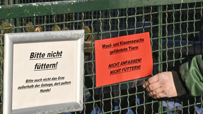 Maul- und Klauenseuche: Hessens Zoos und Wildparks sind besorgt