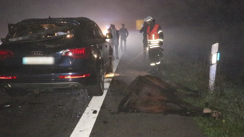 Schwerer Unfall im Odenwald: Auto erfasst freilaufendes Pferd