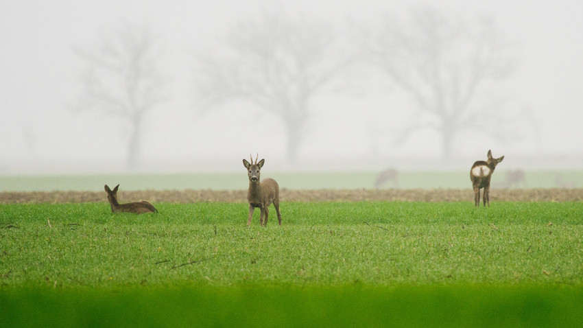 Jäger und Polizei warnen: Erhöhtes Risiko für Wildunfälle im Herbst