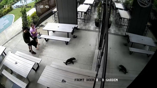 Robbenbaby auf Kneipenbesuch in Neuseeland