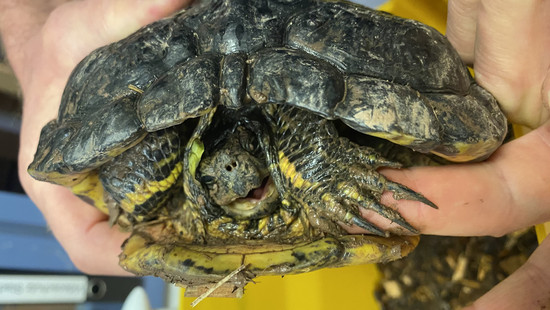 Fund in Fulda-Maberzell: Polizei sucht Schildkrötenbesitzer