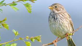 Bedrohte Tierarten - Mehr Grauammern und Feldhamster in Hessen