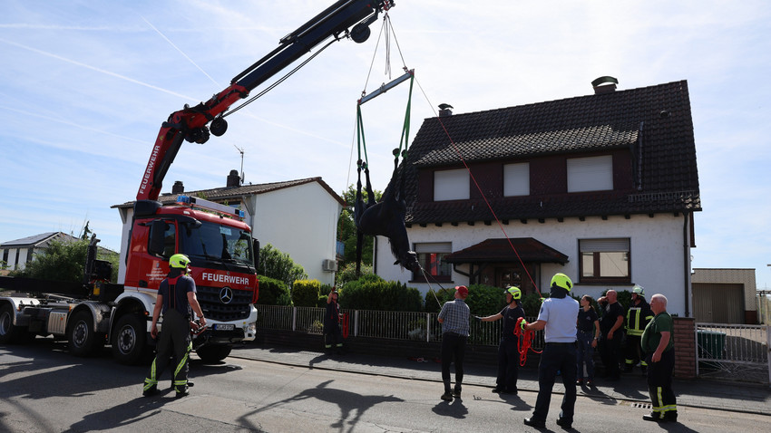 Hanau: Trauriges Ende nach Rettung eines Pferdes