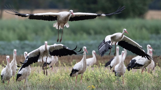 Storchenschwärme zieht es zur Büttelborner Mülldeponie