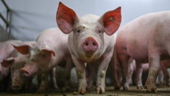 Feuer in Riedstadt: Waren einige Schweine schon vorher tot?