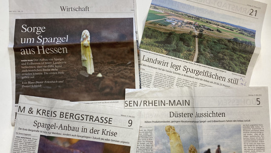 Beginn der Spargel-Ernte in Hessen: Weniger Ernte - Preise stabil