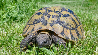 Wohl doch kein Schildkrötenklau in Oestrich-Winkel