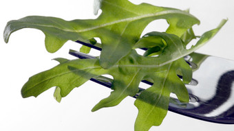 RKI meldet Salmonellen-Ausbruch - Erreger in Rucola?