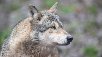 Nach Angriff: Wolf ist in Wildtierstation in Niedersachsen