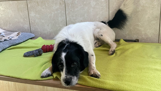Tierheime in Hessen am Limit: Aufnahmestopps für Katzen und Hunde