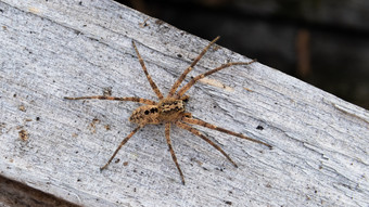 Nosferatu-Spinne in ganz Hessen unterwegs