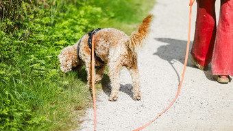 Sorge vor Vogelgrippe in Wiesbaden: Hunde müssen am Rhein an die Leine