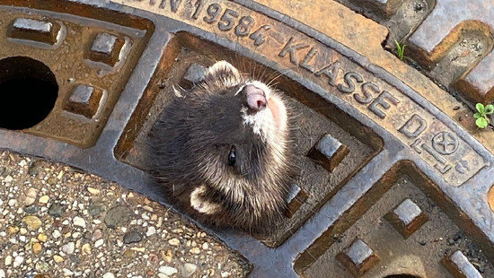 Wetter: süßes Iltisweibchen aus Gullydeckel gerettet