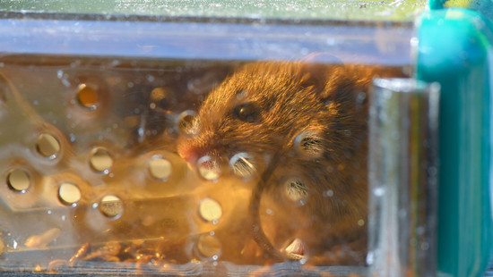 Maus an Bord: Flugzeug muss umdrehen und in Kopenhagen landen
