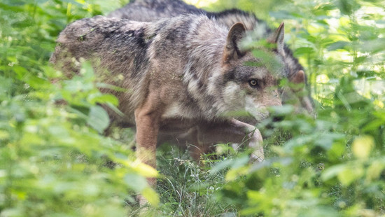 Jagd auf Wölfe in Hessen sorgt für Kritik