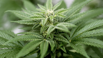 Cannabis-Pflanzen in Blumenampeln in Dillenburg entdeckt